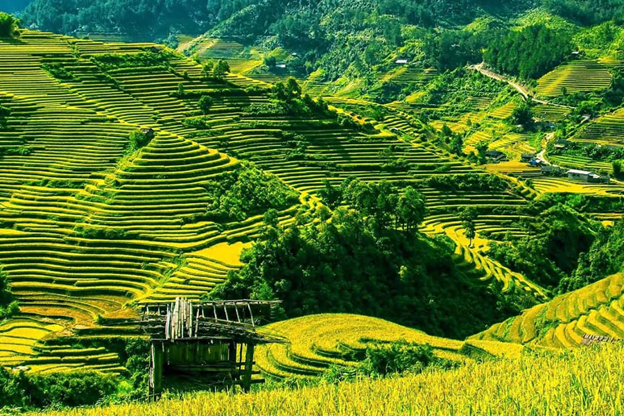 Les rizières en terrasse à Pu Luong