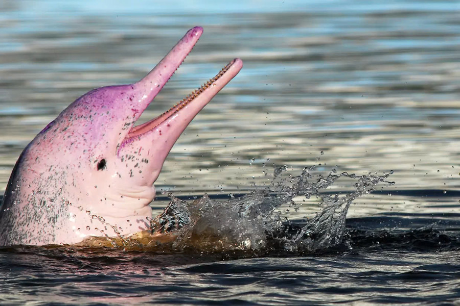 La rencontre des dauphins roses est l'une activité quand vous voyagez en Thaïlande en haute saison