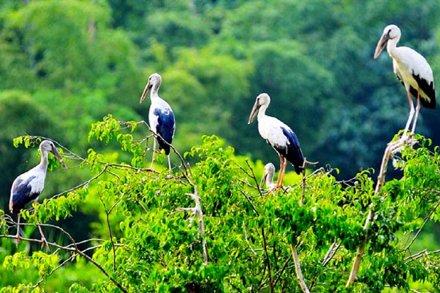 Parc ornithologique de Bac Liêu