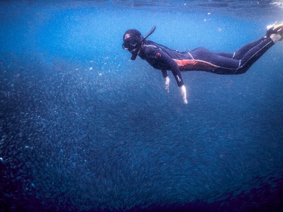 Guide complet de la plongée sous-marine