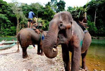 Luang Prabang – Ban Long Lao - Rando vers chutes de Kuang Si (niveau assez difficile) (B/L/-)