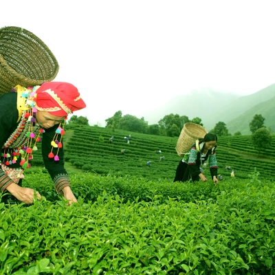 Lai Chau