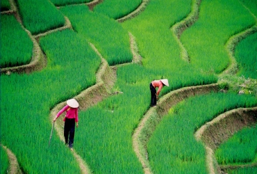 Sapa - Lao Chai & Tavan - Lao Cai - Train de nuit pour Hanoi (B/L/D)