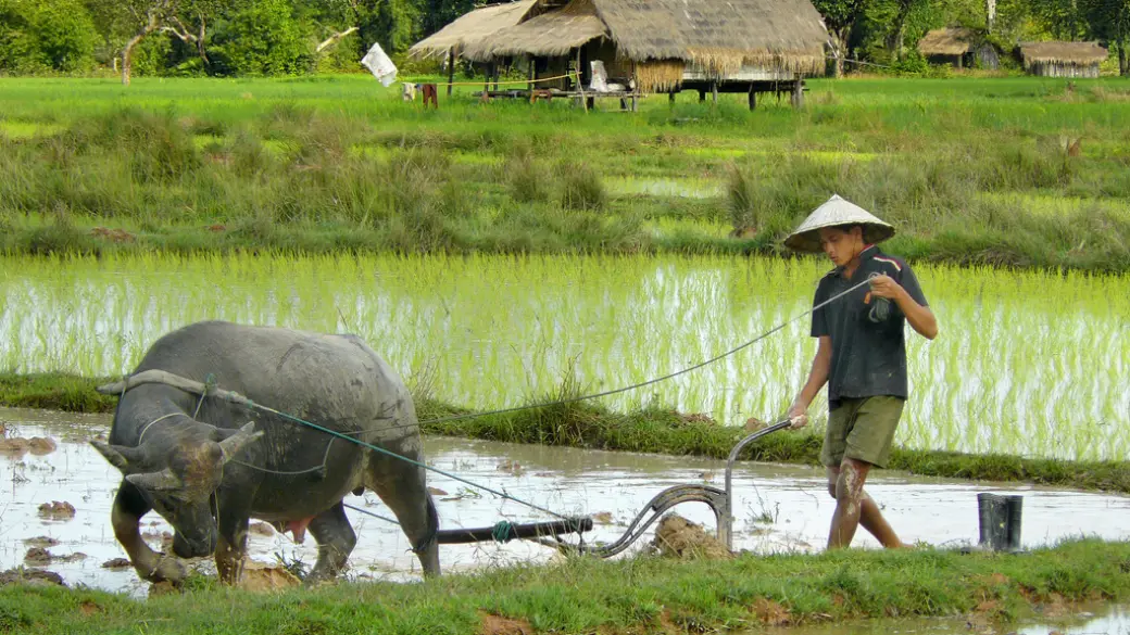 Muang Xai – Muang La – Muang Xai ~ 4-5h rando sur place
