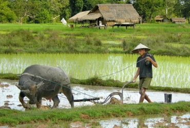 Luang Nam Tha - Muangsing - Luang Nam Tha (B, L, D)