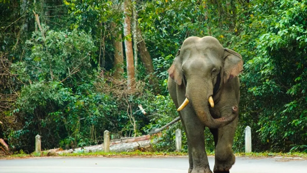 Khao Yai – Découverte Transfert privé avec guide francophone
