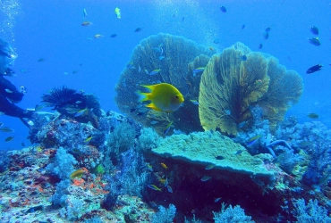 Koh Yao Noi (B)