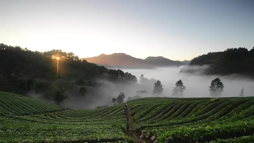 Chiang Rai – Doi Mae Salong – Thaton – Doi Angkhang