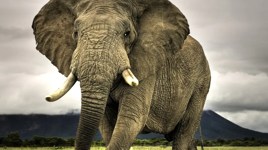 Chiang Mai – Elephant Jungle Sanctuary Tour collectif avec guide anglophone