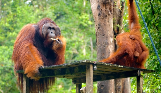 Itinéaire 9 jours à Sarawak : hors des sentiers battus à l'Est - Nord de Bornéo