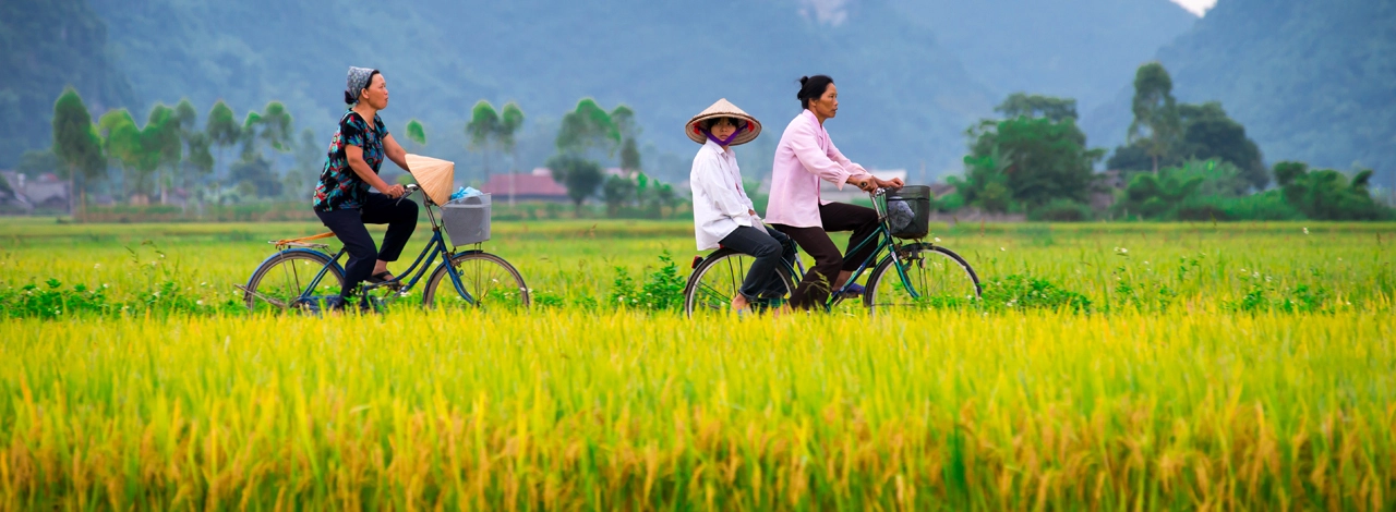 Cycling on the rice field