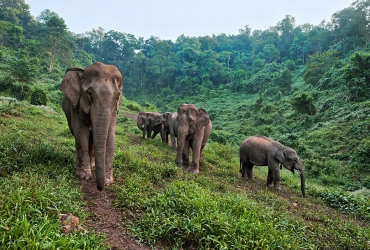 Luang Prabang – Centre de la Conservation des Éléphants (ECC) (B, L, D)