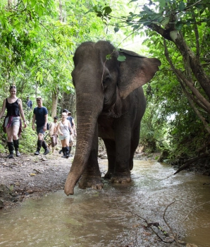 Itinéraire à Luang Prabang 4 jours : Voir les éléphants