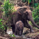 Dormir chez les éléphants