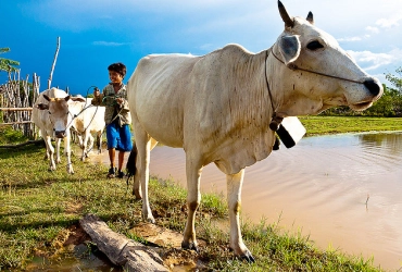 Battambang – Pursat – Kampong Chhnang – Phnom Penh (B)