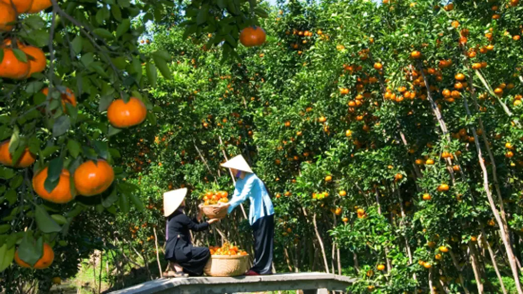 Chez Ut Trinh - Ile de Tam Hiep - Long Dinh - Can Tho