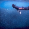 Un guide complet et actualisé sur comment et où voir le Moalboal Sardine Run à Moalboal, Cebu