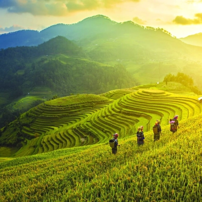 Les rizières en gradins de Phong Du Thuong