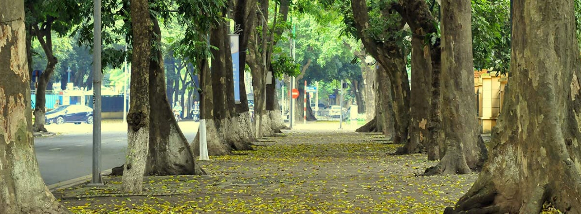 Top 5 des choses à faire à Hanoi en automne