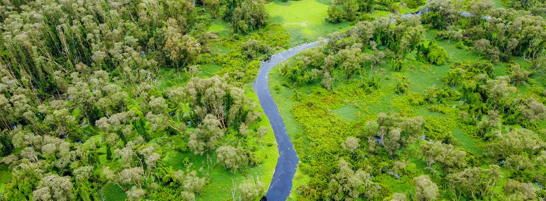 Forêt de cajeputiers de Tra Su