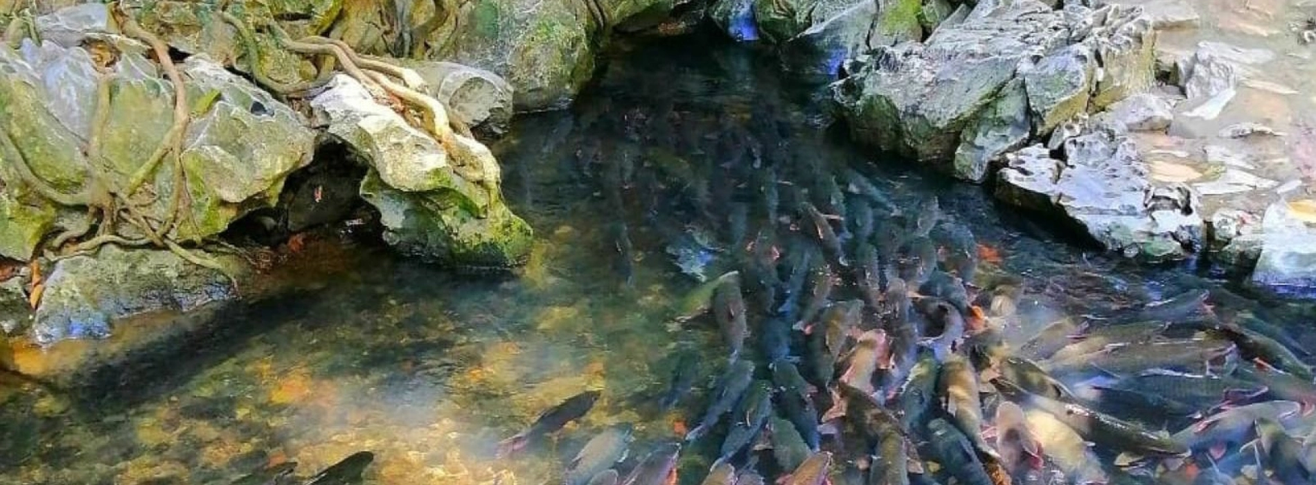 Ruisseau des poissons sacrés