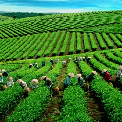 Colline de thé de Cau Dat