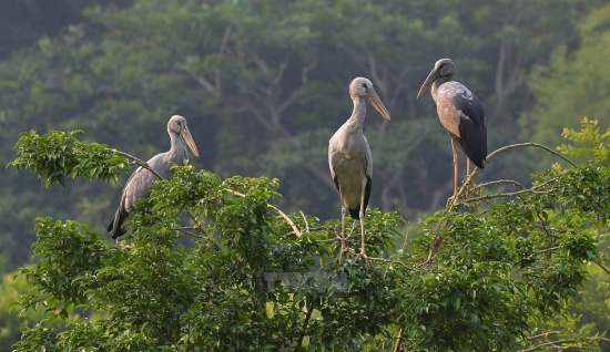Excursion à Ninh Binh 1 jour : Thung Nham sauvage