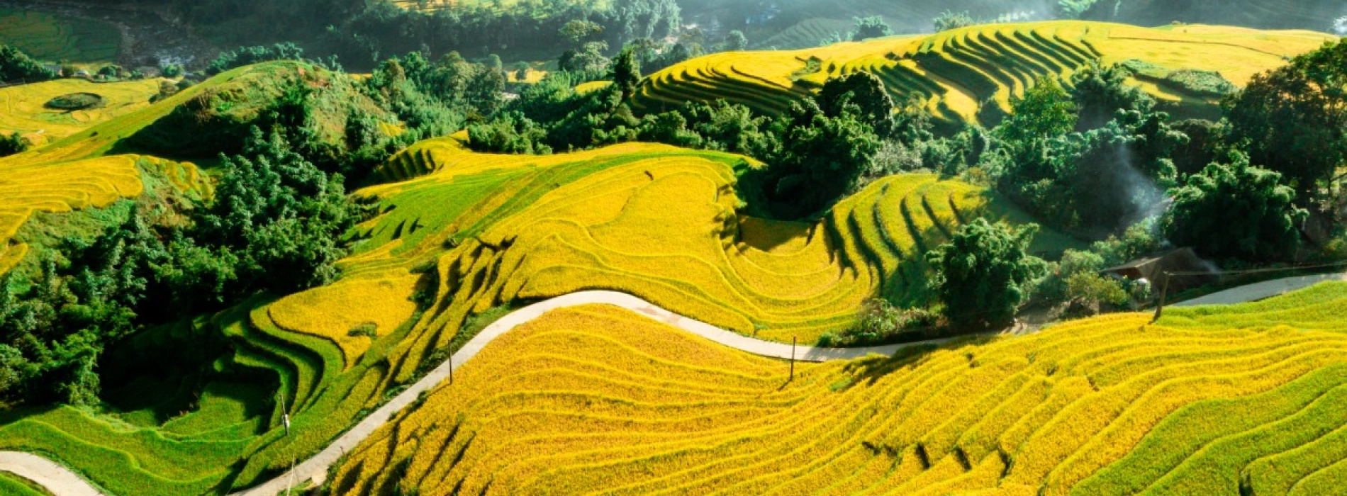 Sapa