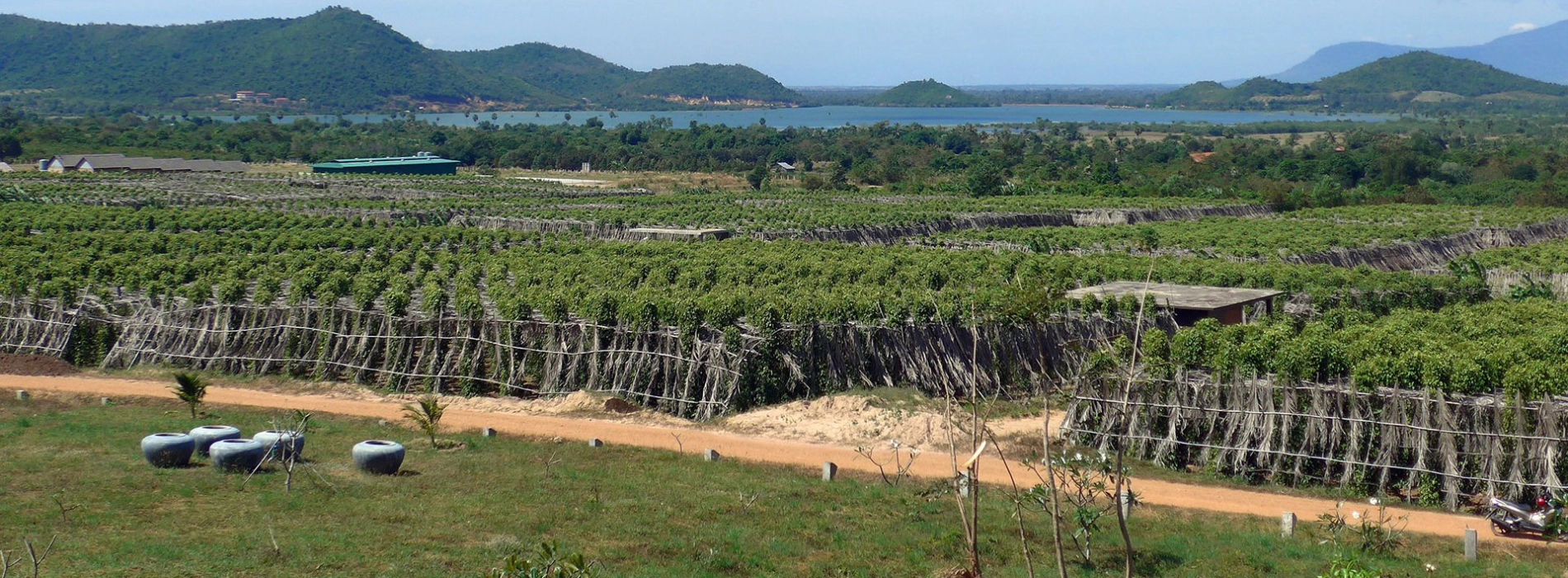 Plantations de poivre