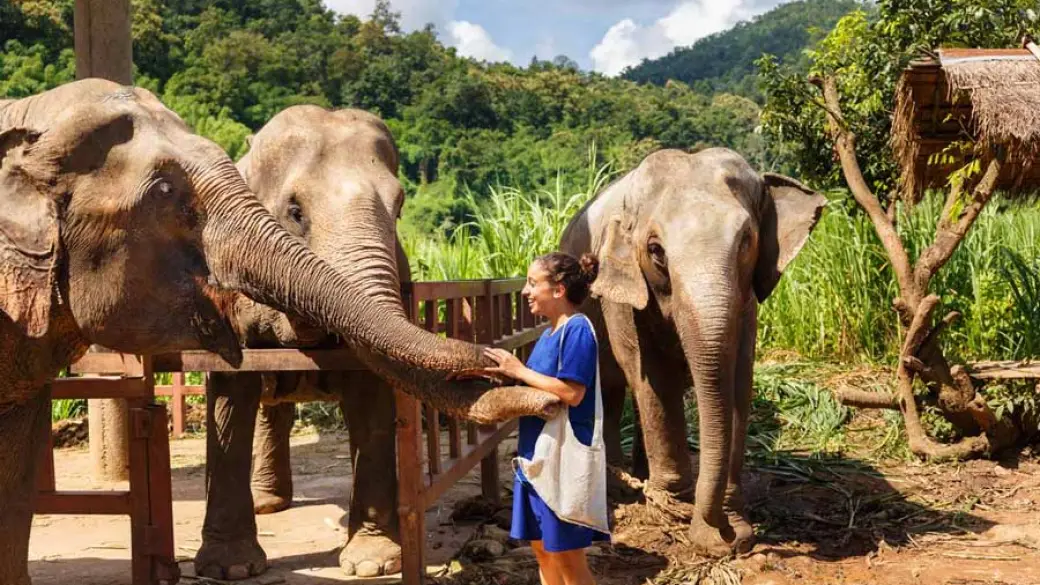 Chiang Mai – Elephant Jungle Sanctuary (Tour collectif) – Chiang Rai