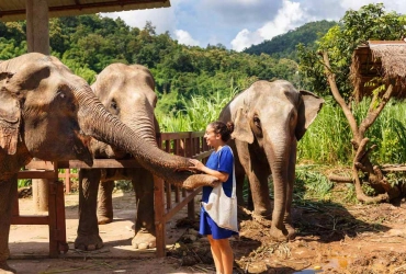 Chiang Mai – Elephant Jungle Sanctuary (Tour collectif) – Chiang Rai (B, L)
