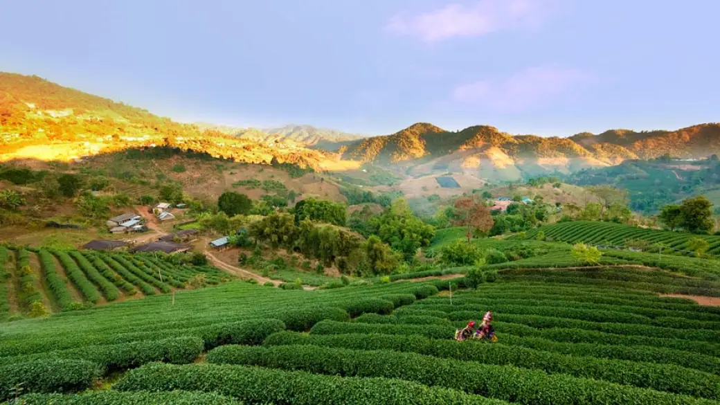 Chiang Rai – Doi Mae Salong – Mae Sai – Triangle d’Or – Chiang Rai