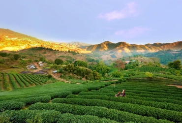 Chiang Rai – Doi Mae Salong – Mae Sai – Triangle d’Or – Chiang Rai (B)