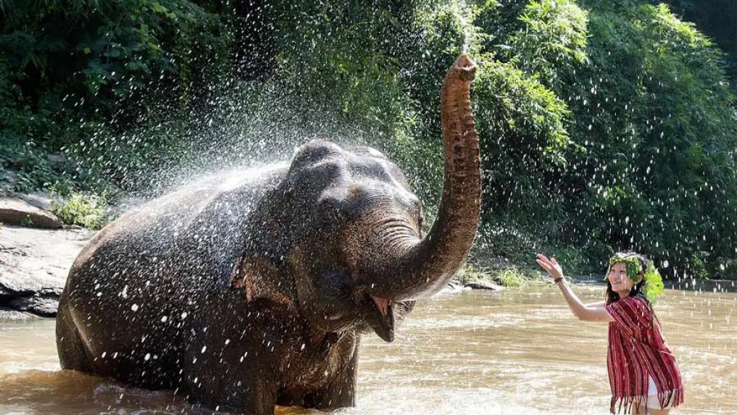 Chiang Mai – Elephant Friends Sanctuary (Tour collectif avec guide anglophone)