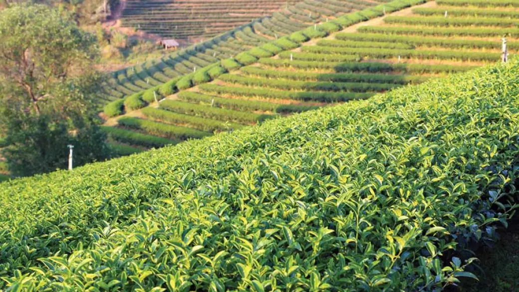 Chiang Rai – Doi Mae Salong – Mae Sai – Triangle d’Or – Chiang Khong