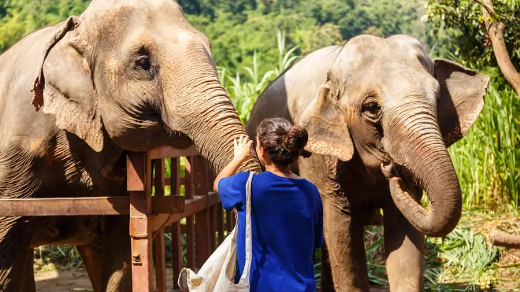 Chiang Mai - Elephant Jungle Sanctuary (demi-journée) - Chiang Rai Tour collectif avec guide francophone
