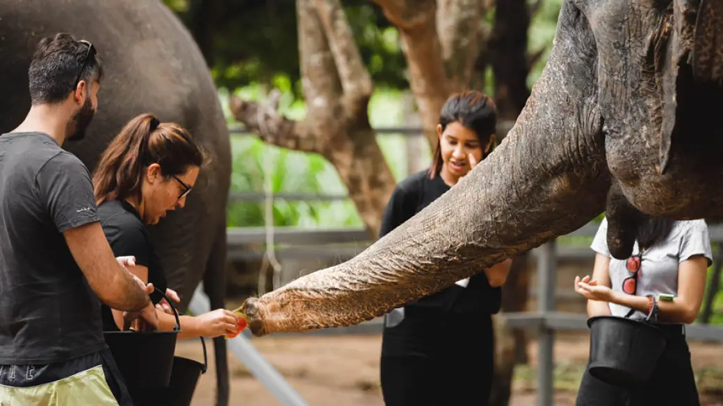 Chiang Mai – Elephant Jungle Sanctuary - Tour collectif