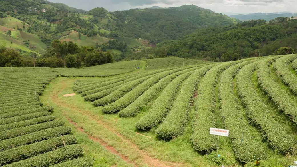 Chiang Rai – Doi Mae Salong – Triangle d’or – Village des femmes girafes – Chiang Rai