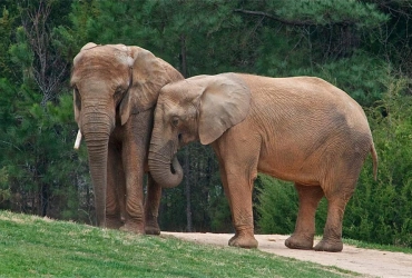 Kanchanaburi – Elephant Haven – Ayutthaya (B, L)