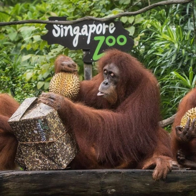 Zoo de Singapour