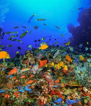Séjour balnéaire 1 jour à Phu Quoc : Plongée et pêche