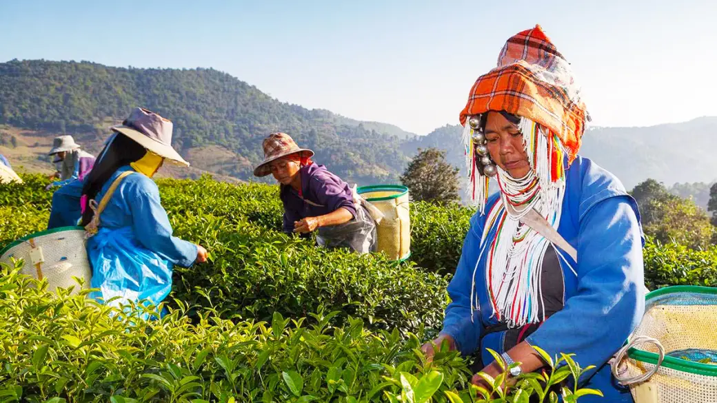Chiang Rai – Doi Mae Salong – Mae Sai - Triangle d'Or