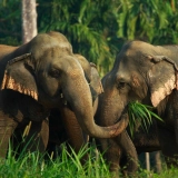 Circuit Thaïlande en famille 2 semaines : Rivière Kwai et jungle