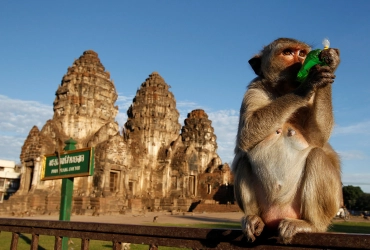 Visite d'une demi-journée au temple des singes de Lopburi