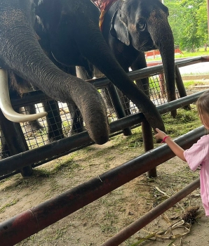 Circuit une journée à Ayutthaya : Temples et histoire