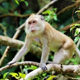 Itinéraire à Khao Yai 4 jours 3 nuits : Immersion Nature et Culture en Thaïlande