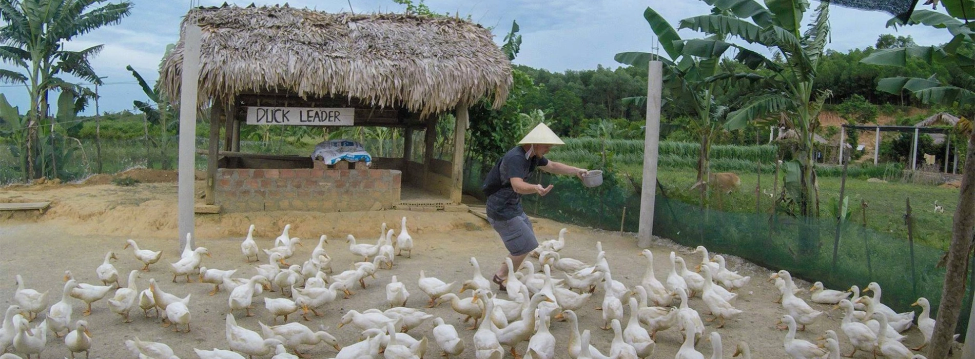 Duck Stop à Quang Binh : Les massages aux canards qui vous feront dire WOW