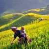 Voyage à Mu Cang Chai : Guide complet du paradis des rizières