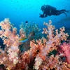 Parc national des îles Similan ferme pour cinq mois afin de préserver la nature