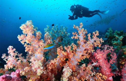 Parc national des îles Similan ferme pour cinq mois afin de préserver la nature
